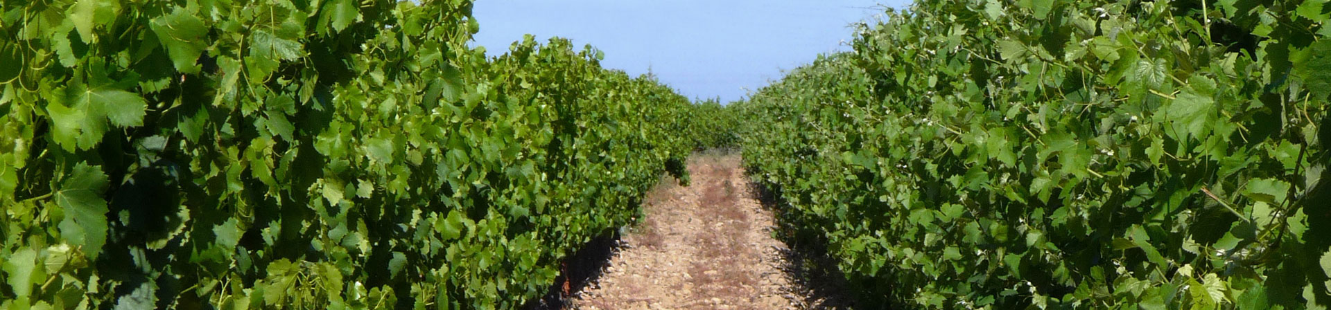 AOC Coteaux du Languedoc et Vins de Pays d'Oc : Domaine le Nouveau Monde
